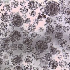 Ποιότητα  Protein Purification Magnetic Agarose Beads 10 - 30 μm 20% Volume Ratio 50 mL Εργοστάσιο