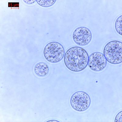 Ποιότητα  Agrose Magnetic Beads Protein Purification 30 μm 10% Volume Ratio 100 mL Εργοστάσιο