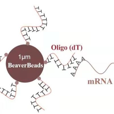 Ποιότητα  5 mL 1 μm Magnetic Beads Dna Library Construction Kit Oligo dT Bind mRNA Poly A Εργοστάσιο
