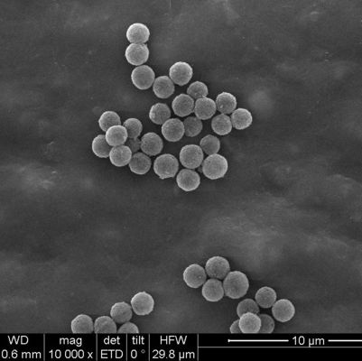 1 μέσα ΜM BeaverBeads Streptavidin για και αποτελεσματικά