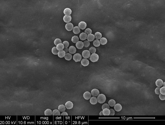 οι μαγνητικές χάντρες 1μm Streptavidin για Chemiluminescence τον ταξινομώντας έλεγχο κυττάρων συλλαμβάνουν
