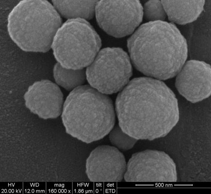 Silane εξαγωγής DNA μαγνητικές χάντρες 500nm 50 mg/$l*ml 1 μιλ.