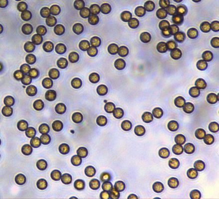 5μm Streptavidin SA Magbeads για Chemiluminescence10 mg/$l*ml 10 μιλ.