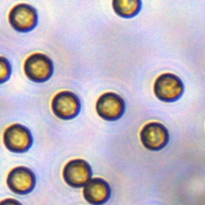 5μm Streptavidin SA Magbeads για τον έλεγχο συλλαμβάνουν 10 mg/$l*ml 1 μιλ.