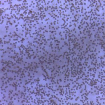 μαγνητικές χάντρες 2.8um Streptavidin για Chemiluminescence10 mg/$l*ml 1 μιλ.