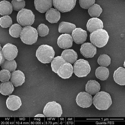 2μm Streptavidin έντυσαν τις μαγνητικές χάντρες για Chemiluminescence 100 μιλ.